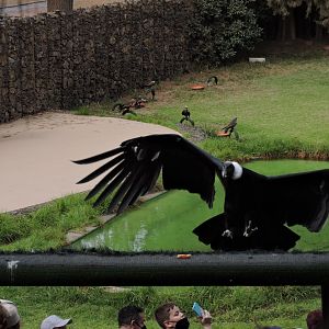 Andean Condor