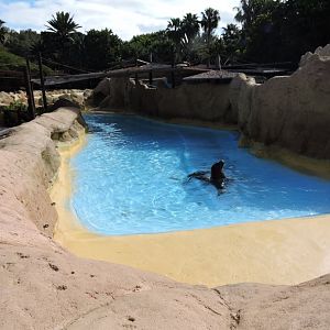 Sea Lion Pool 2 - Patagonian and Californian