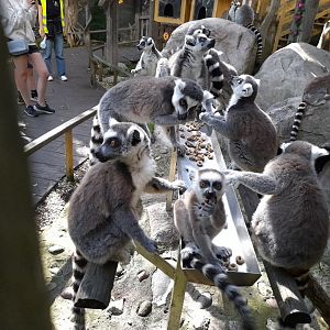 Ring-tailed lemurs