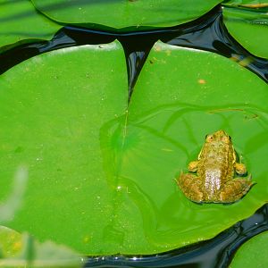 Wild frog