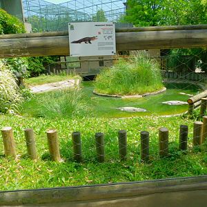 American alligator enclosure