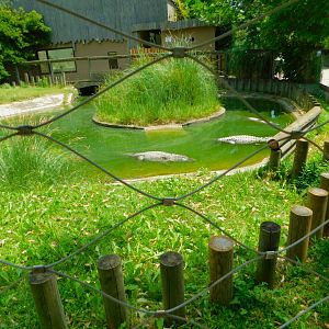 American alligator enclosure