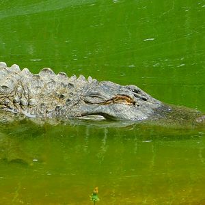 American alligator