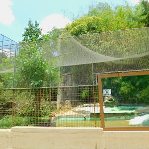 Aviary with Philipine duck and comb duck