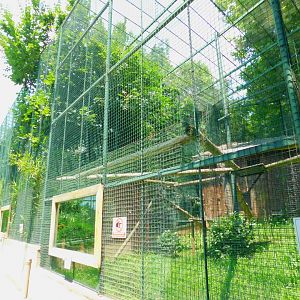 White-handed gibbon enclosure