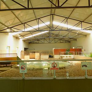 Pygmy hippopotamus indoor area