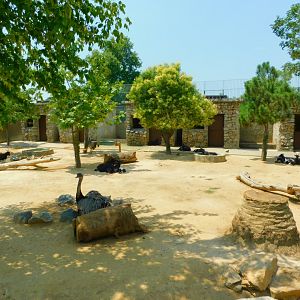 Rheas and pygmy goats