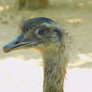 Greater rhea