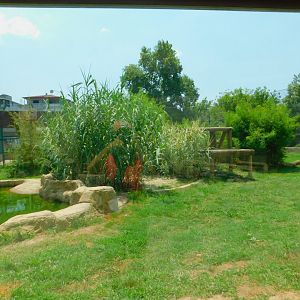 Amur tiger enclosure
