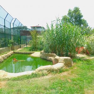 Amur tiger enclosure