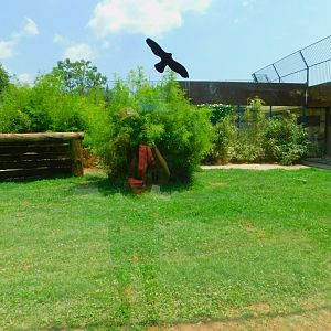 Amur tiger enclosure