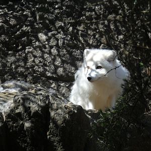 Arctic Fox at the North Carolina Zoo