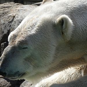 Polar Bear at the North Carolina Zoo