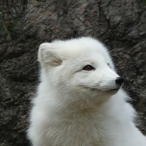 Arctic Fox at the North Carolina Zoo