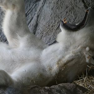 Polar Bear at the North Carolina Zoo