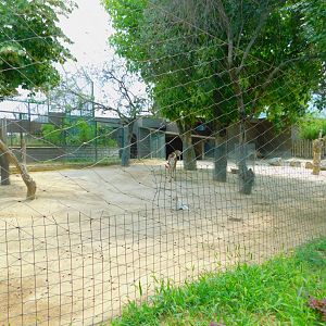Fallow deer enclosure