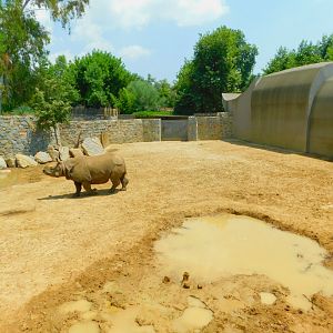 Indian rhino second pen