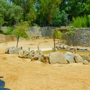 Indian rhino second pen