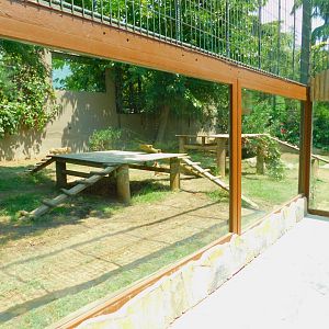 Golden jackal enclosure
