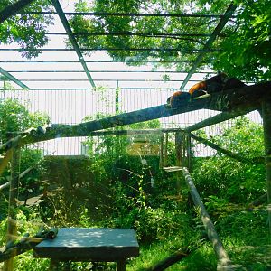 Second red panda enclosure