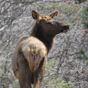 American Elk at the North Carolina Zoo