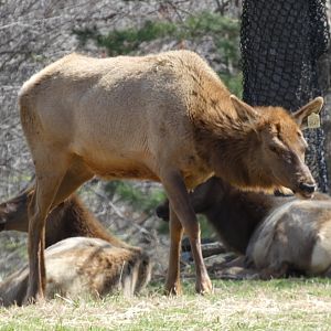 American Elk at the North Carolina Zoo
