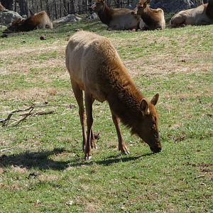 American Elk at the North Carolina Zoo