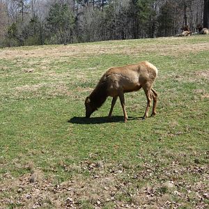 American Elk at the North Carolina Zoo