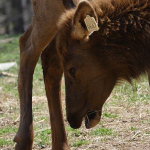 American Elk at the North Carolina Zoo
