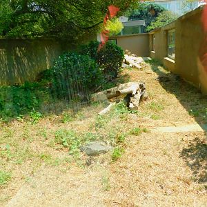 Yellow mongoose enclosure