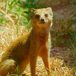 Yellow mongoose