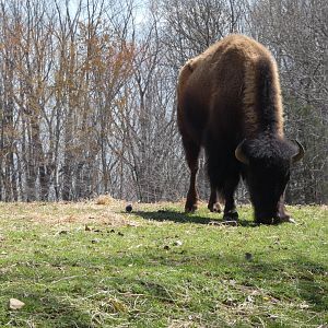 American Bison at the North Carolina Zoo