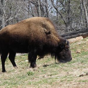 American Bison at the North Carolina Zoo