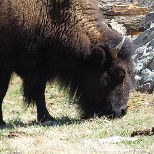 American Bison at the North Carolina Zoo