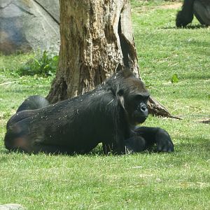 Western Lowland Gorilla at the North Carolina Zoo
