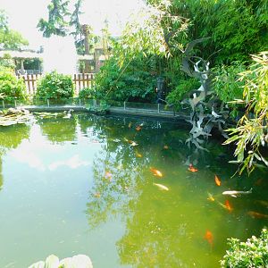 Koi pond