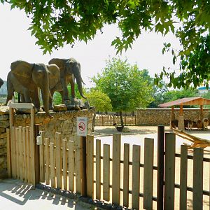 Elephants looking over the llamas