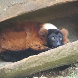Red Ruffed Lemur at the North Carolina Zoo