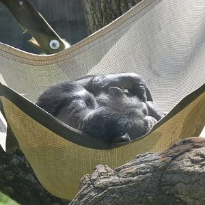 Chimpanzee at the North Carolina Zoo