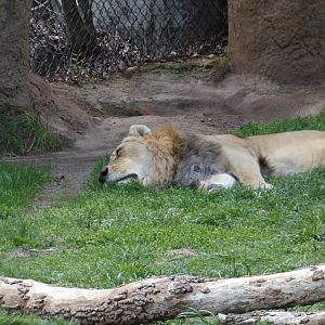 African Lion at the North Carolina Zoo