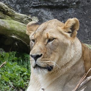 African Lion at the North Carolina Zoo