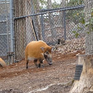 Red River Hog at the North Carolina Zoo