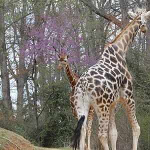Northern and Reticulated Giraffes at the North Carolina Zoo