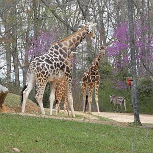 Northern and Reticulated Giraffes + Plains Zebra at the North Carolina Zoo