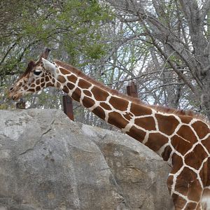 Reticulated Giraffe at the North Carolina Zoo