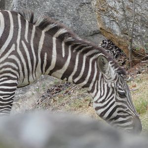 Zebra at the North Carolina Zoo