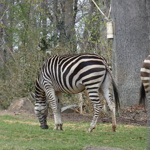 Zebra at the North Carolina Zoo