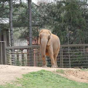 African Elephant "Artie" at the North Carolina Zoo