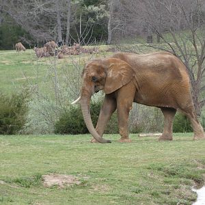 African Elephant and Fringe-eared Oryx at the North Carolina Zoo