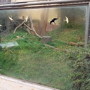 If I remember right, the Amur leopard cat outdoor-enclosure